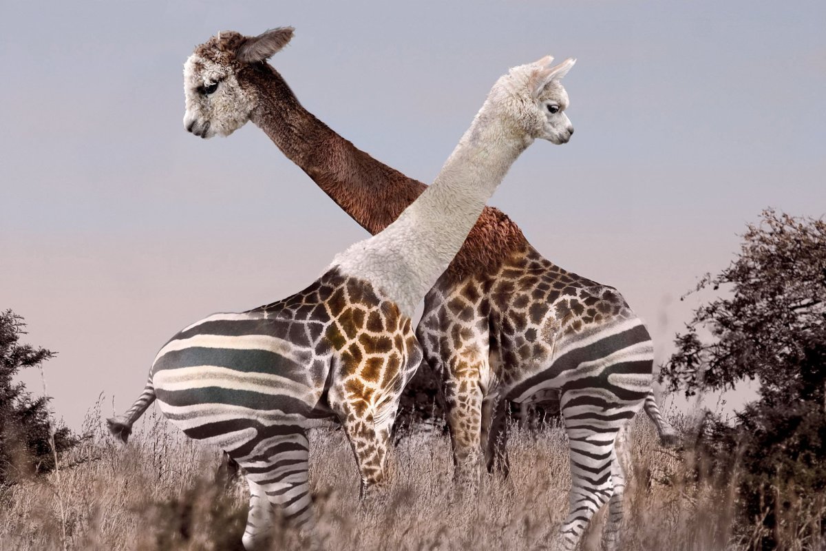 Ангольский Жираф