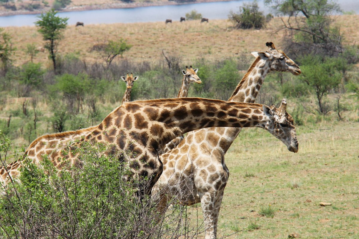Жираф самое высокое животное на земле