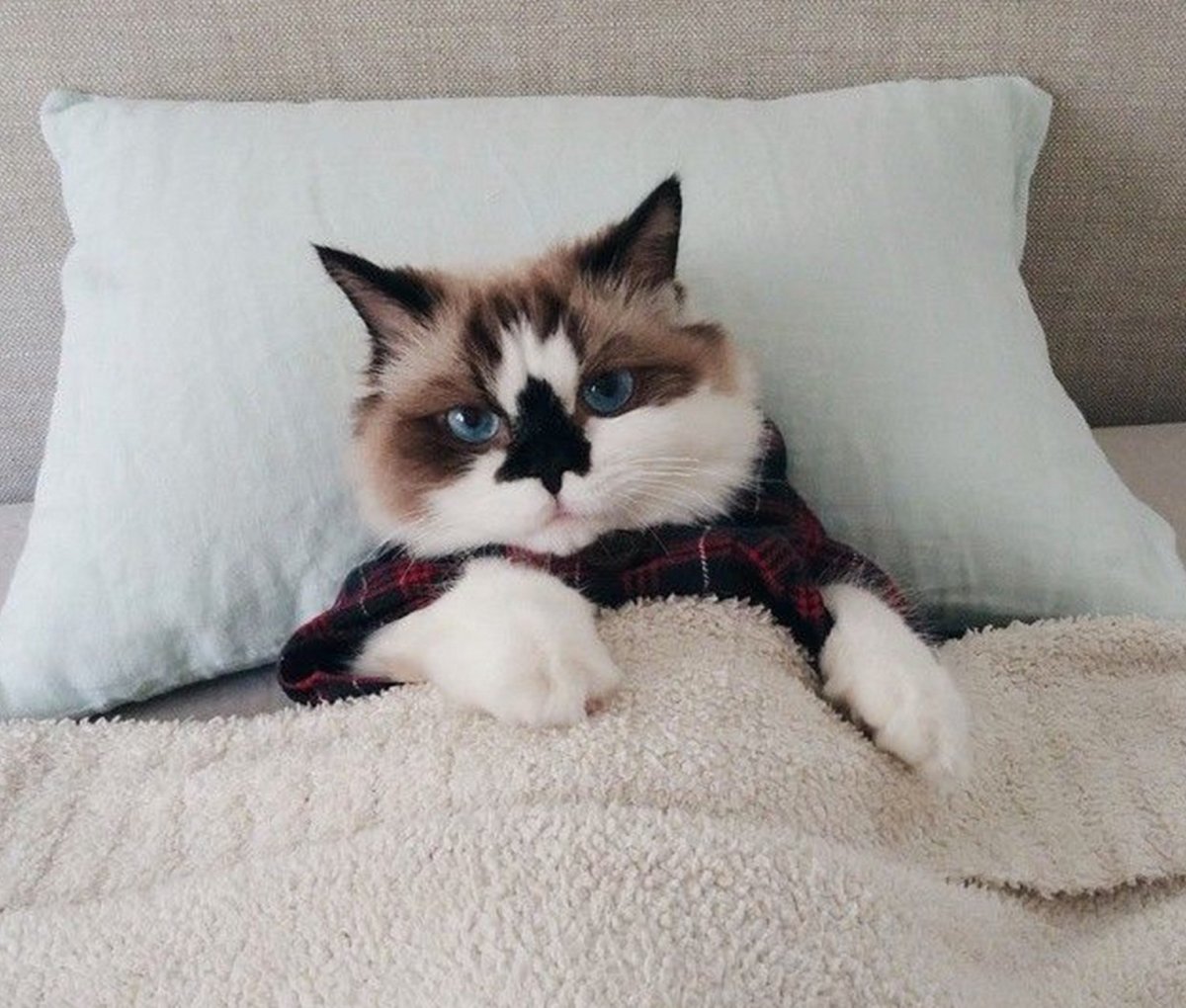 Кот Альберт Манчкин