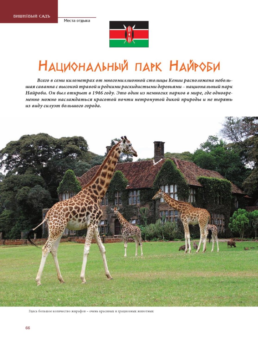 Карликовый Жираф