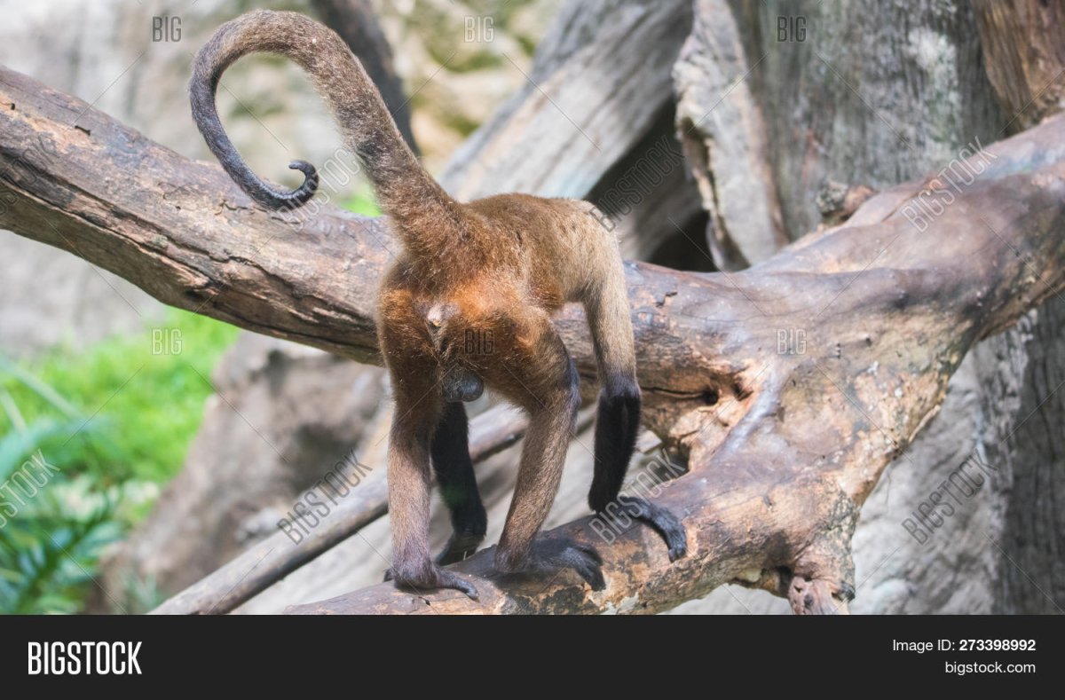 Светлолобая коата (Ateles Belzebuth