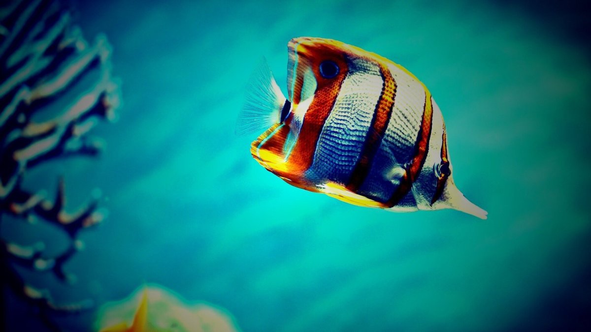 Сарбоянский Карп