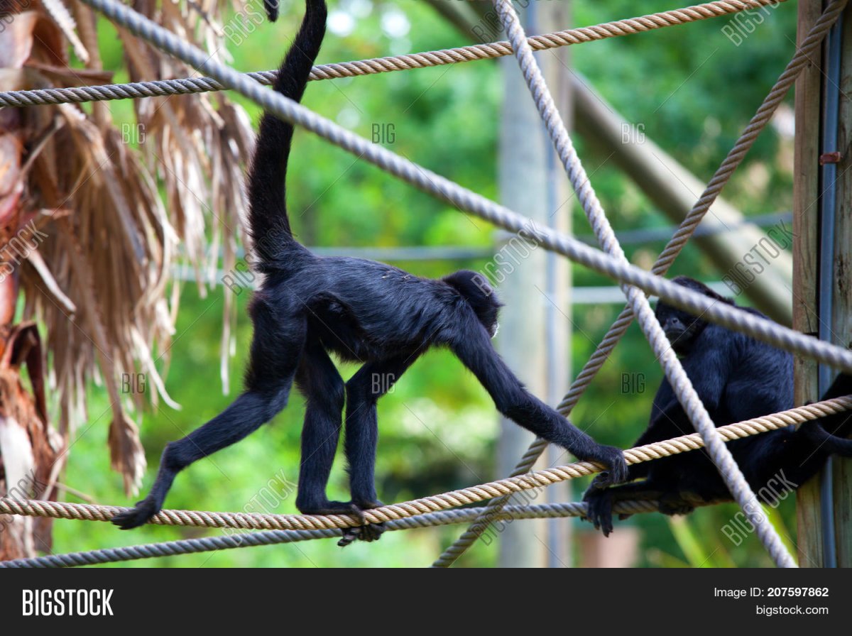 Длинноногая обезьяна