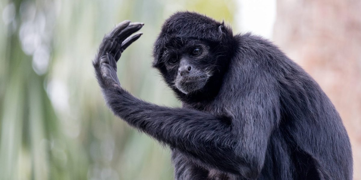 Паукообразная обезьяна на белом фоне