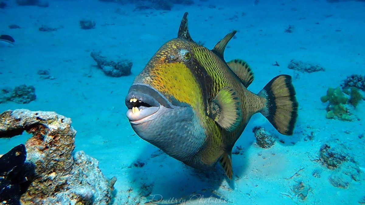 Крылатка рыба Шарм Эль Шейх