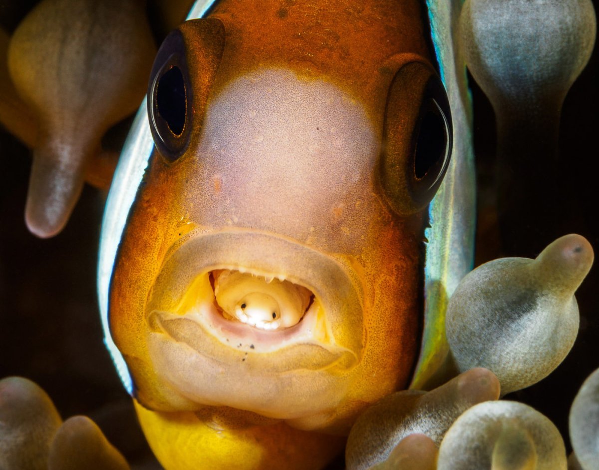 Рыба кузовок красное море