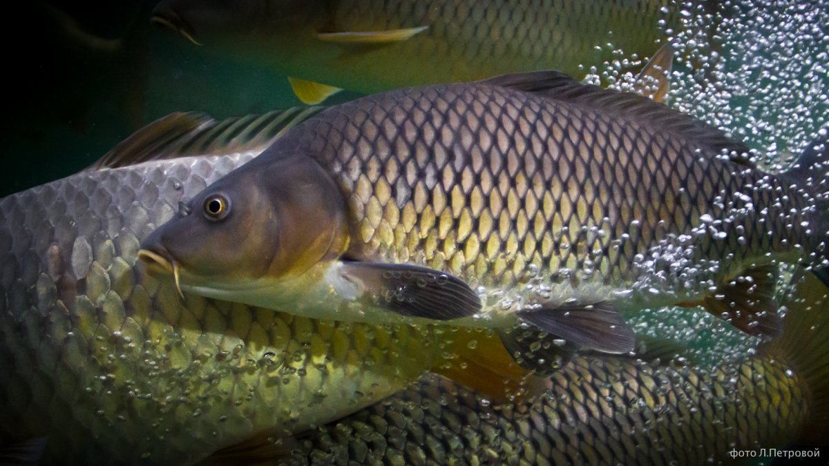 Живая рыба Карп сазан
