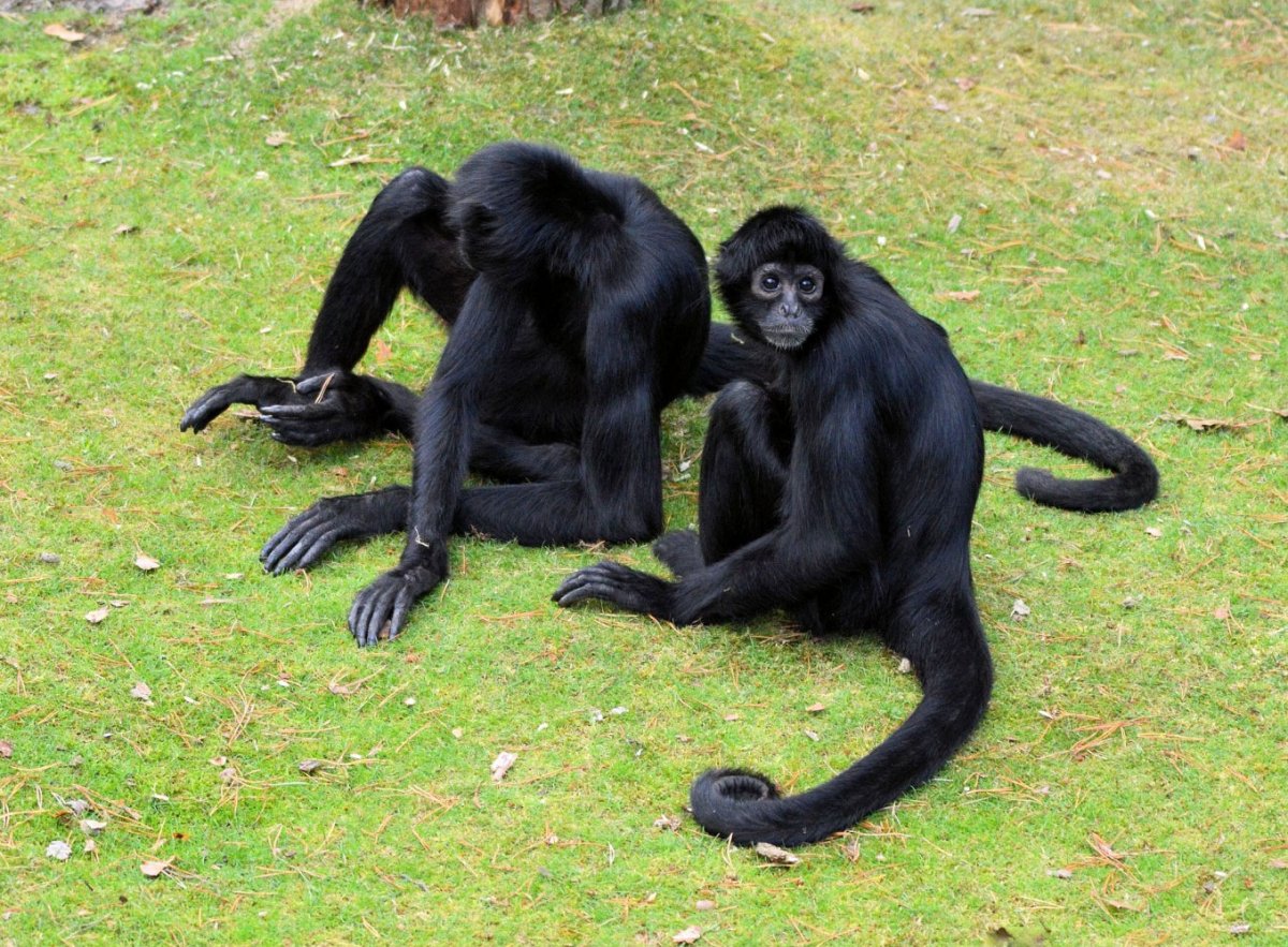 Бен 10 инопланетная сила обезьяна паук