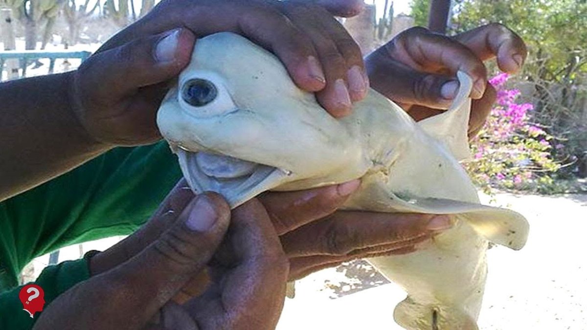 Карп (Cyprinus Carpio)