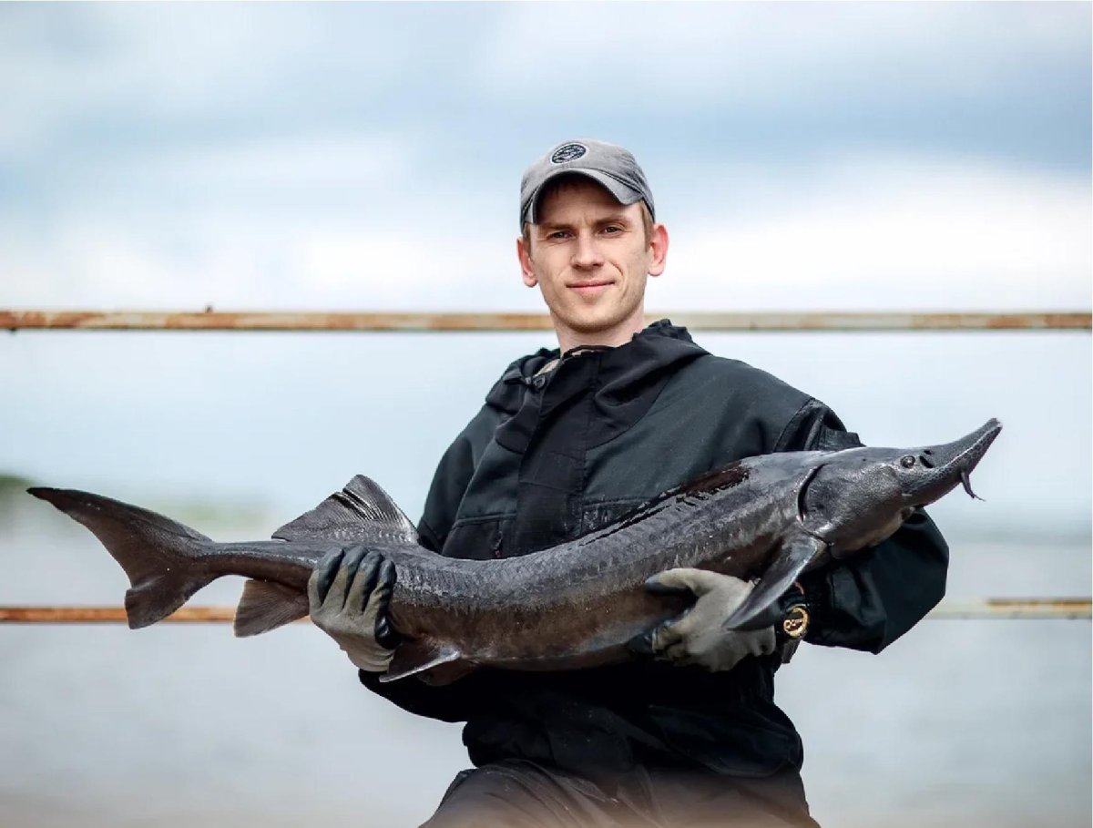 Сазан ханка