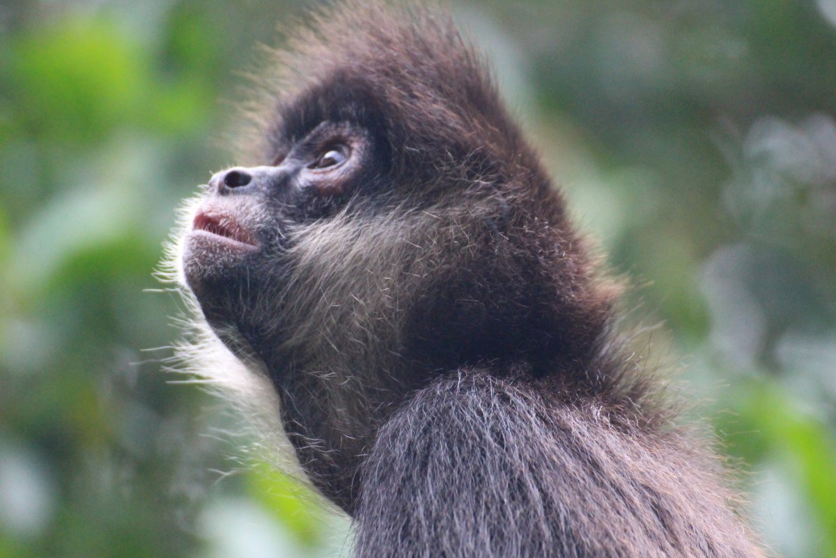 Обезьяны пауки обнимаются