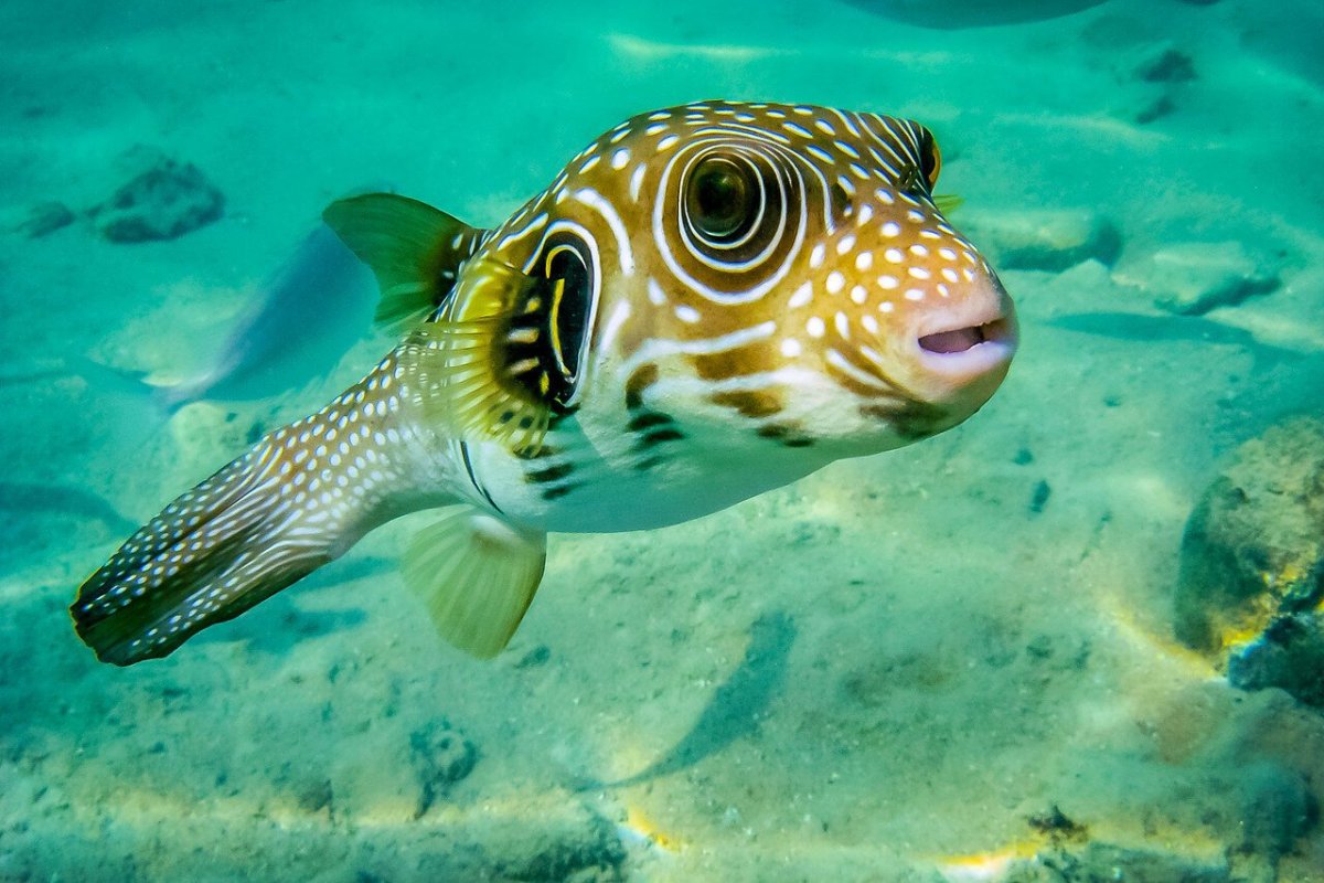 Хищные рыбы