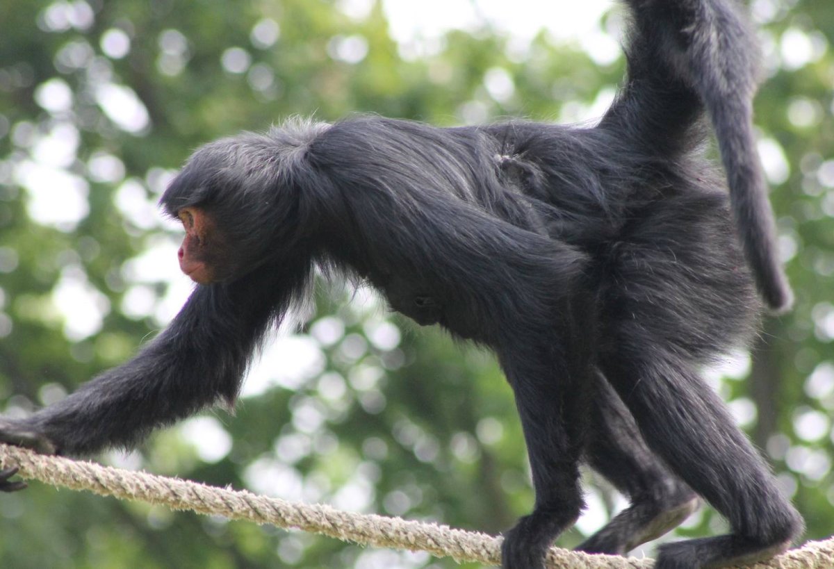 Анатомия обезьяны