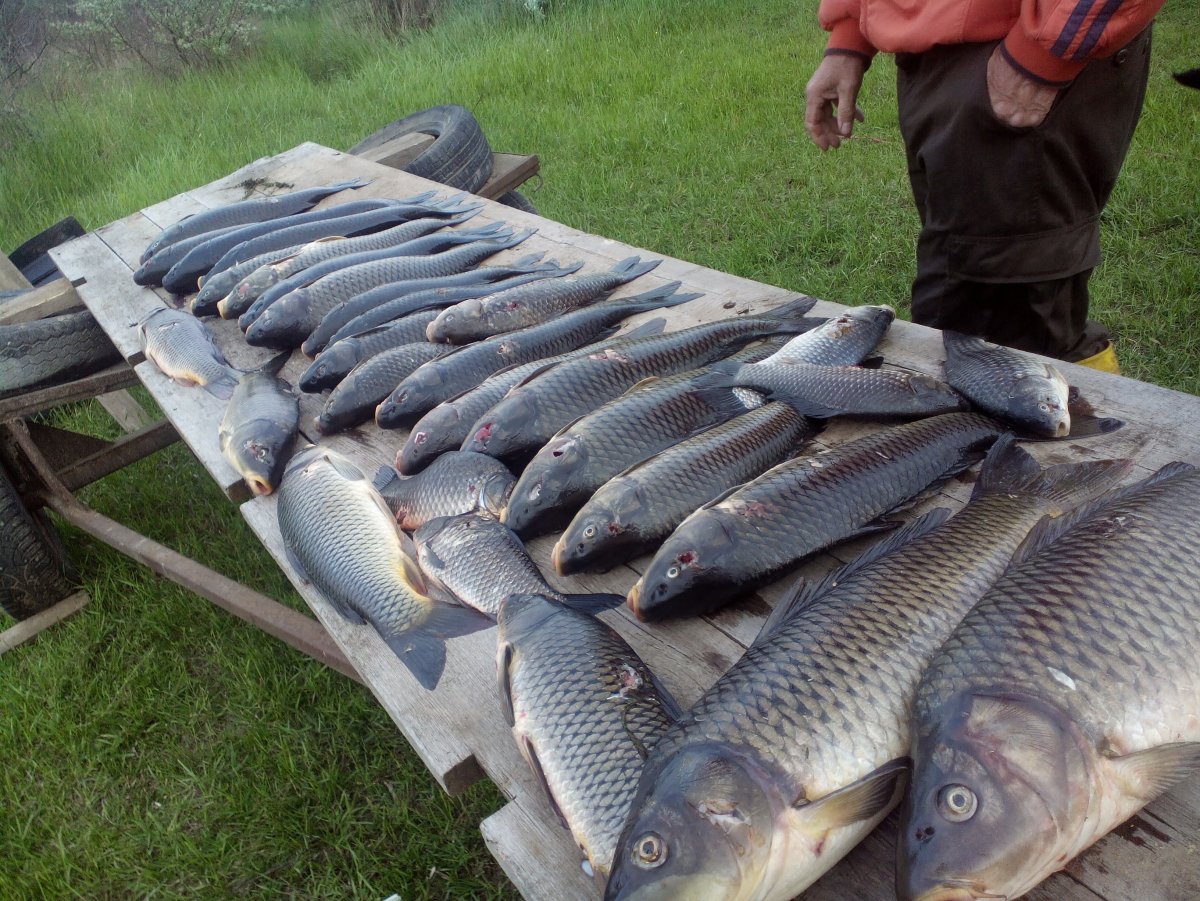 Королевский спинорог
