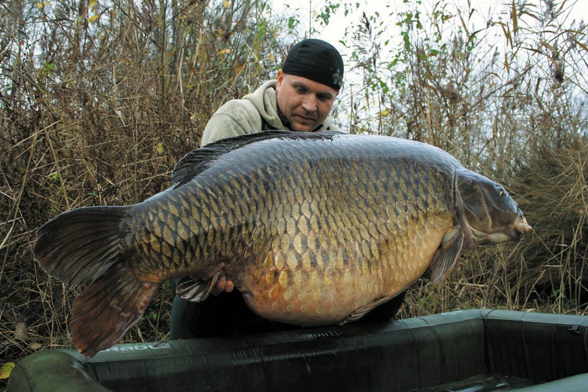 Большой сазан