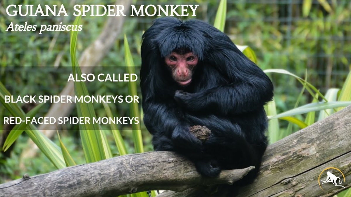 Паук ателес Жоффруа Жоффруа