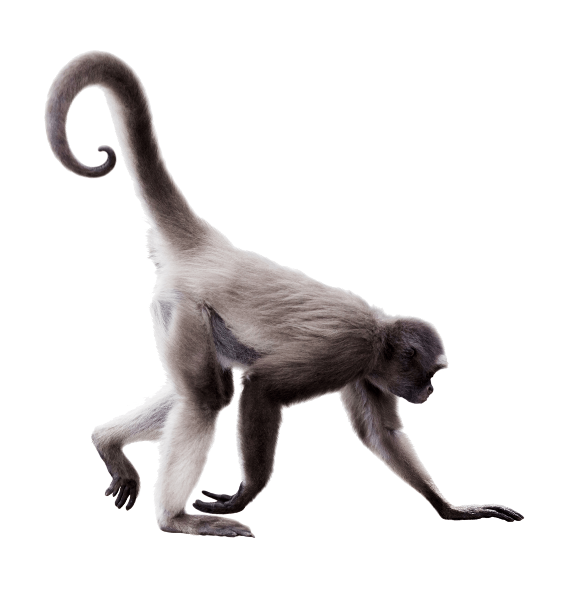 Шерстистая паукообразная обезьяна