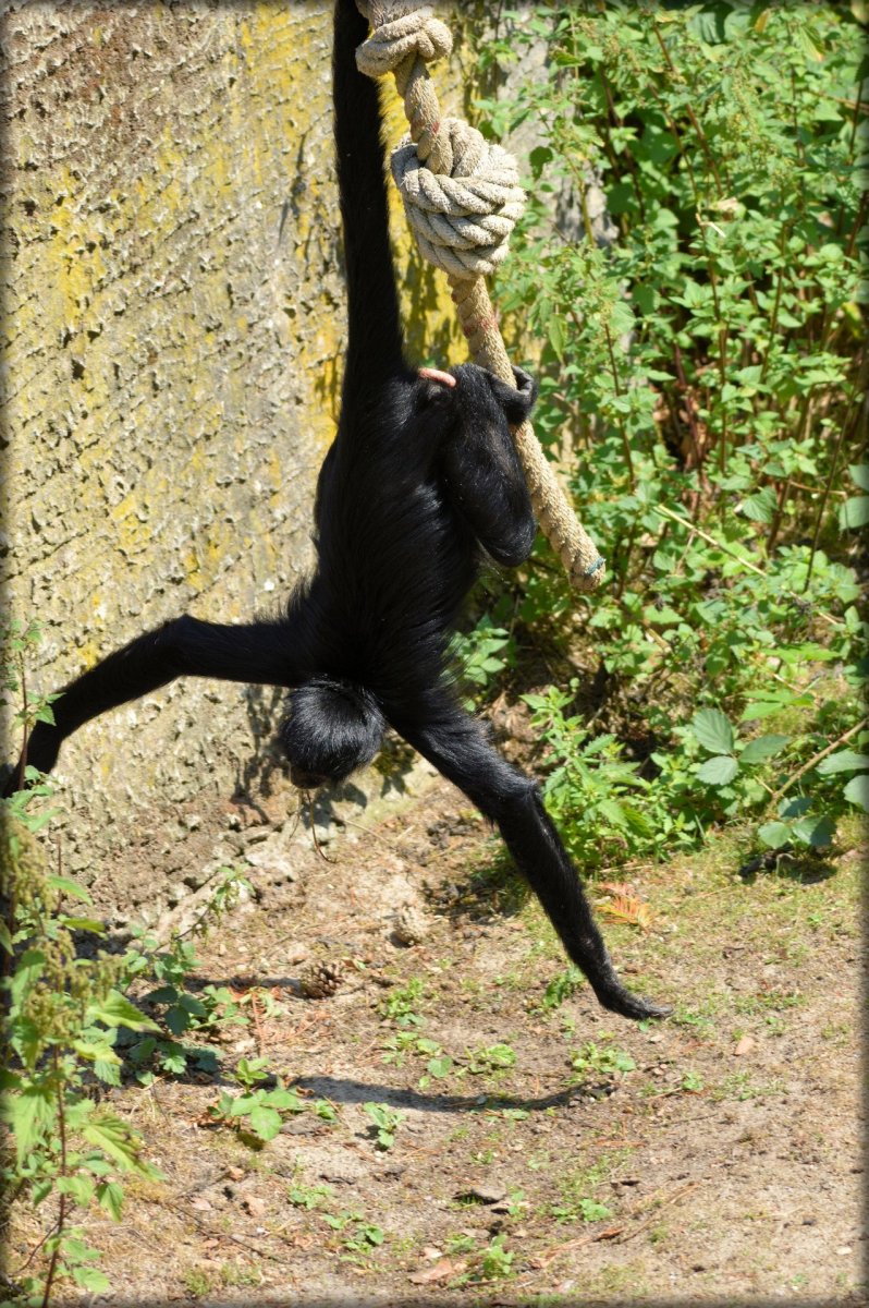 Паукообразная обезьяна сидит