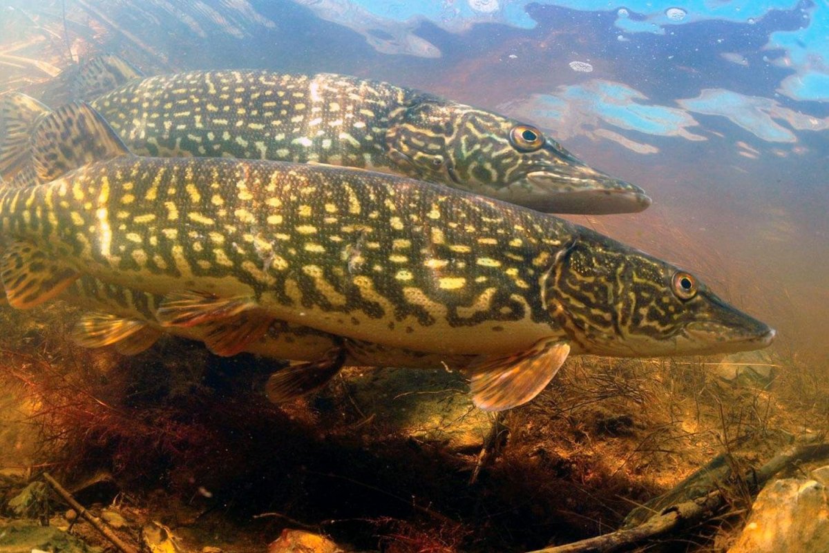 Рыбы коллаж