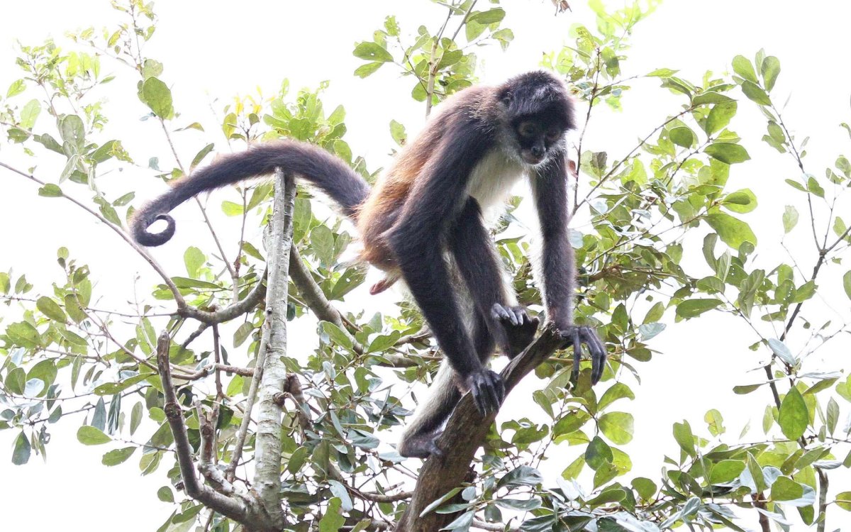 Колумбийская коата