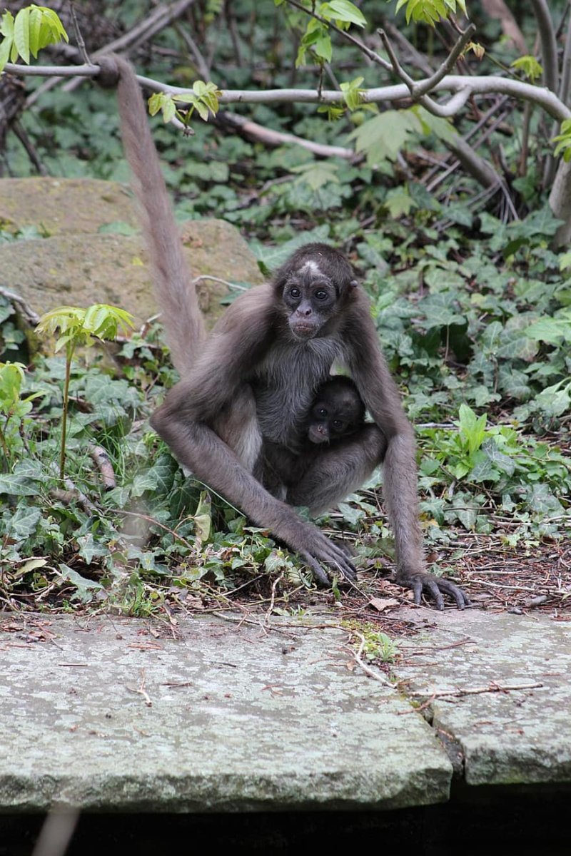 Белощёкая коата