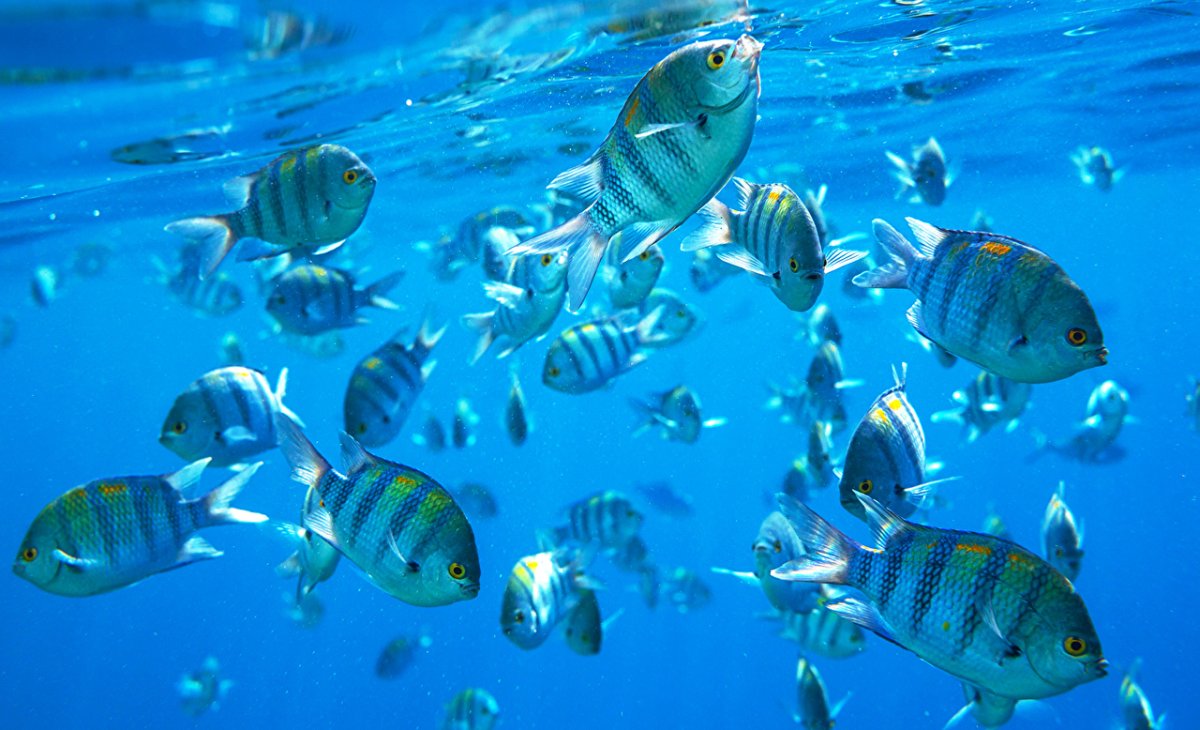 Риба л. "моей маме"