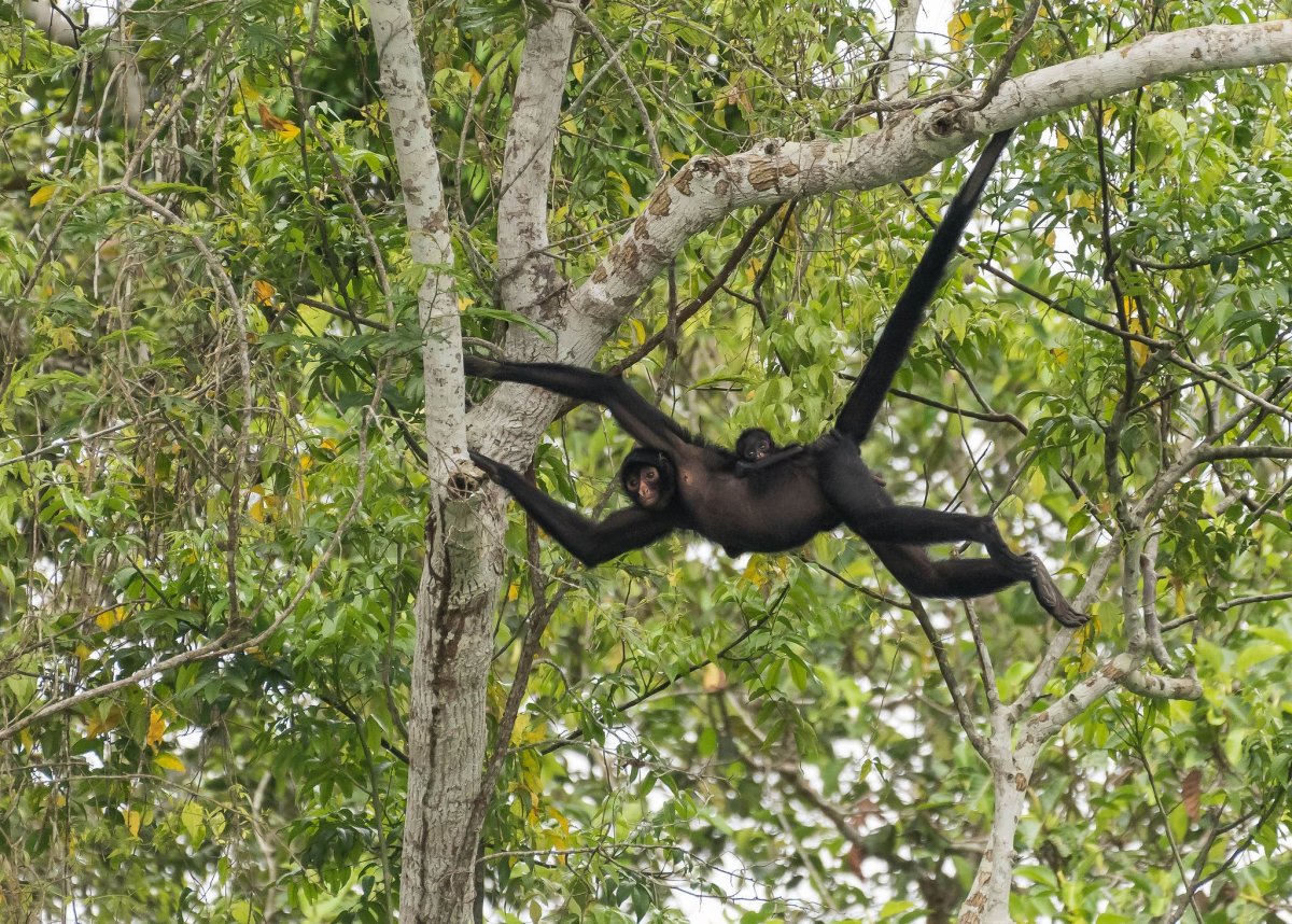 Обезьяна прыгает