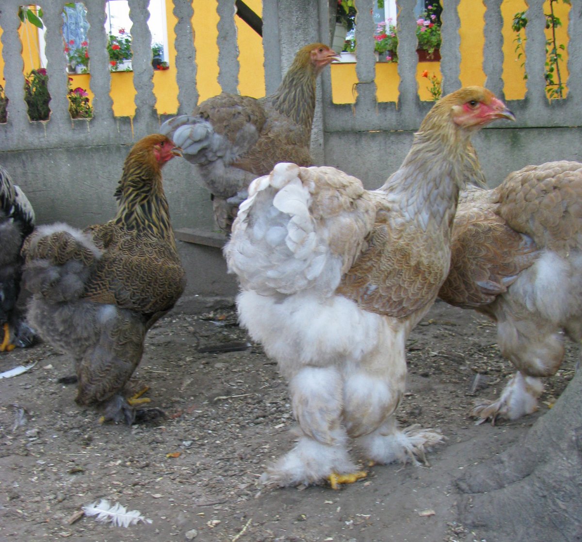 Брама голошейка