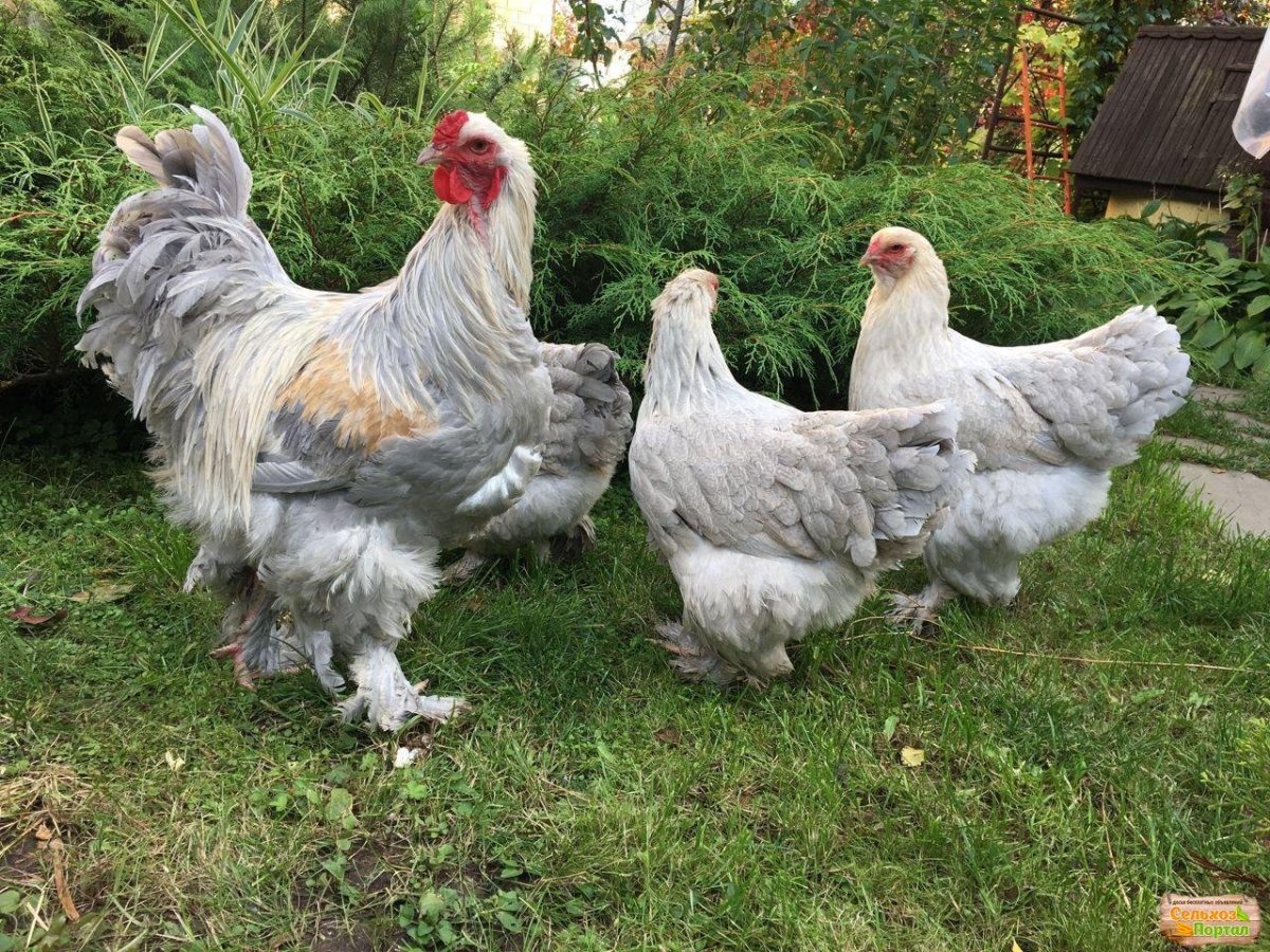 Петух породы Брама черный