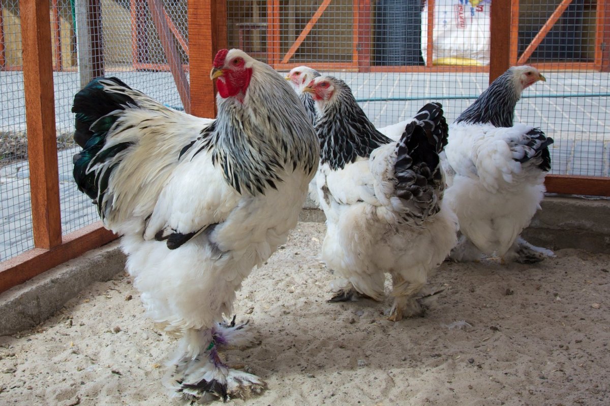 Брама куропатчатая