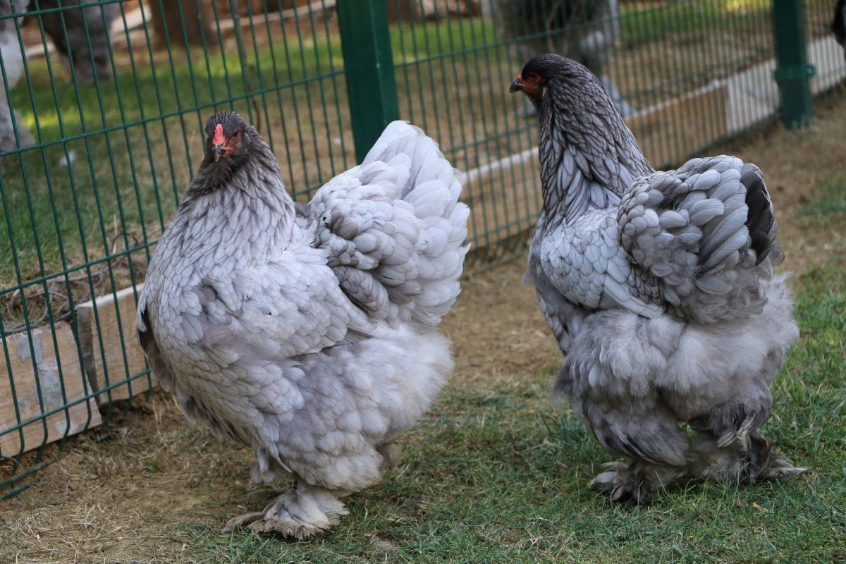 Брама Изабель порода