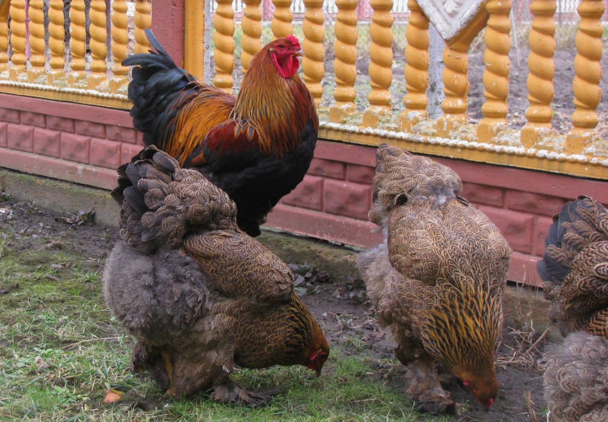 Брама куропатчатая колумбийская