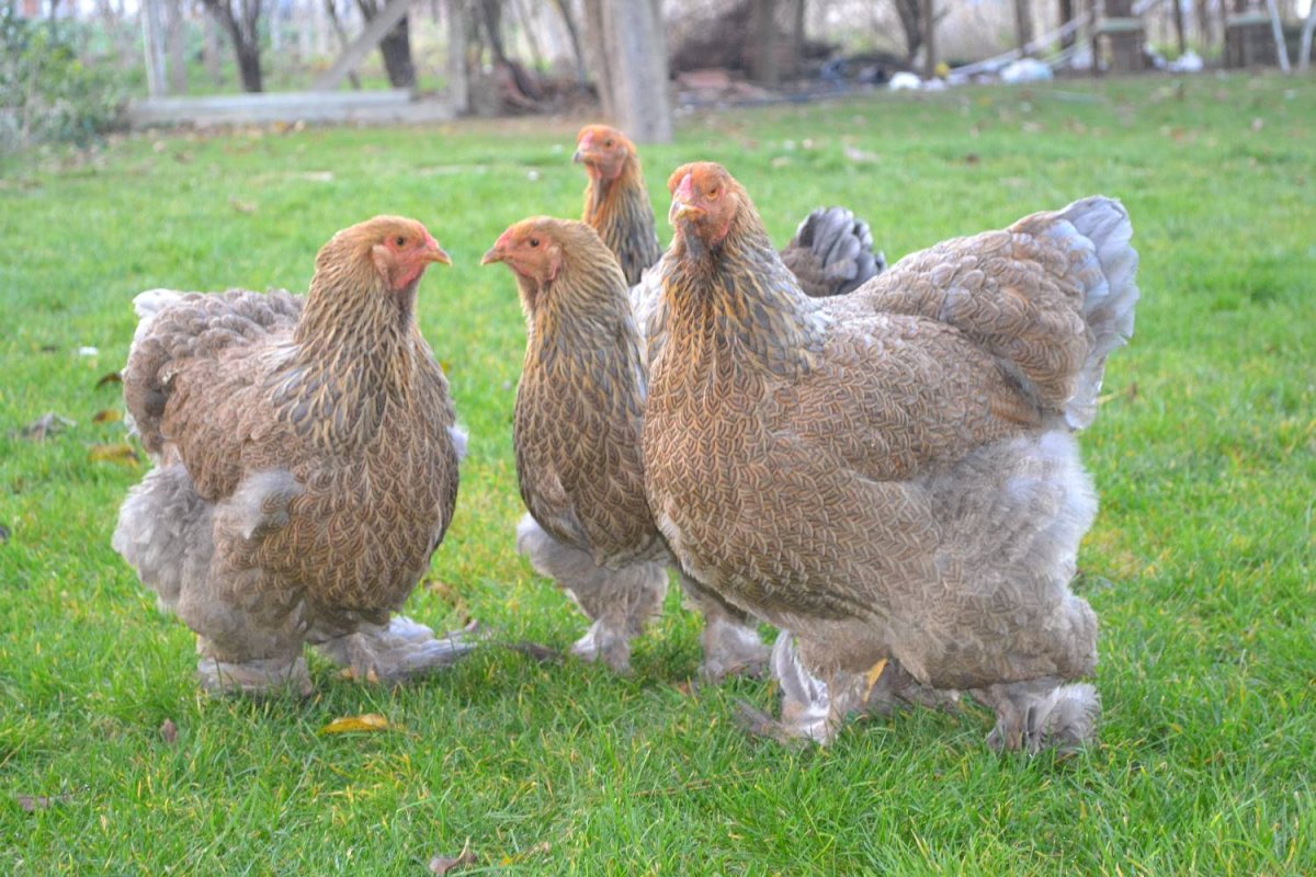 Брама Изабель порода