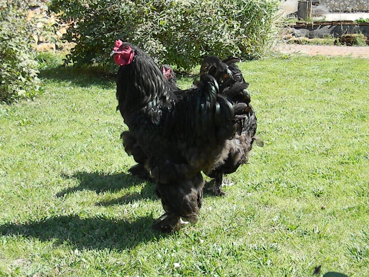 Брама Ястребиная полосатая