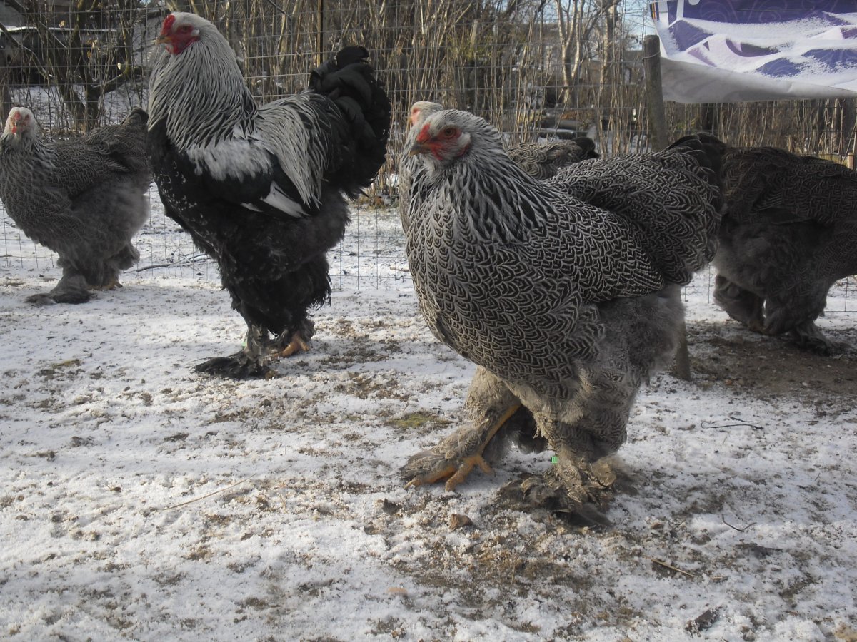 Куры Брама Ястребиная