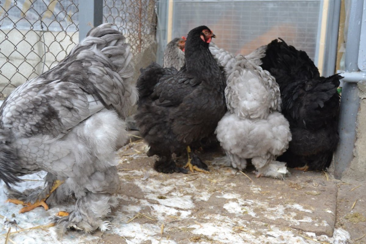 Брама светлая куропатчатая