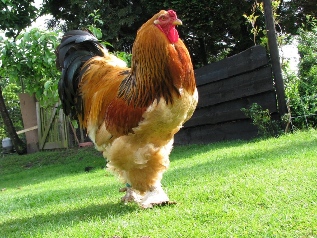 Брама гигант порода