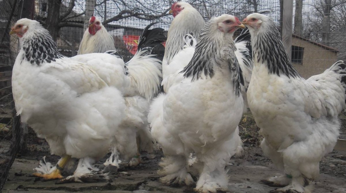 Петух породы Брама