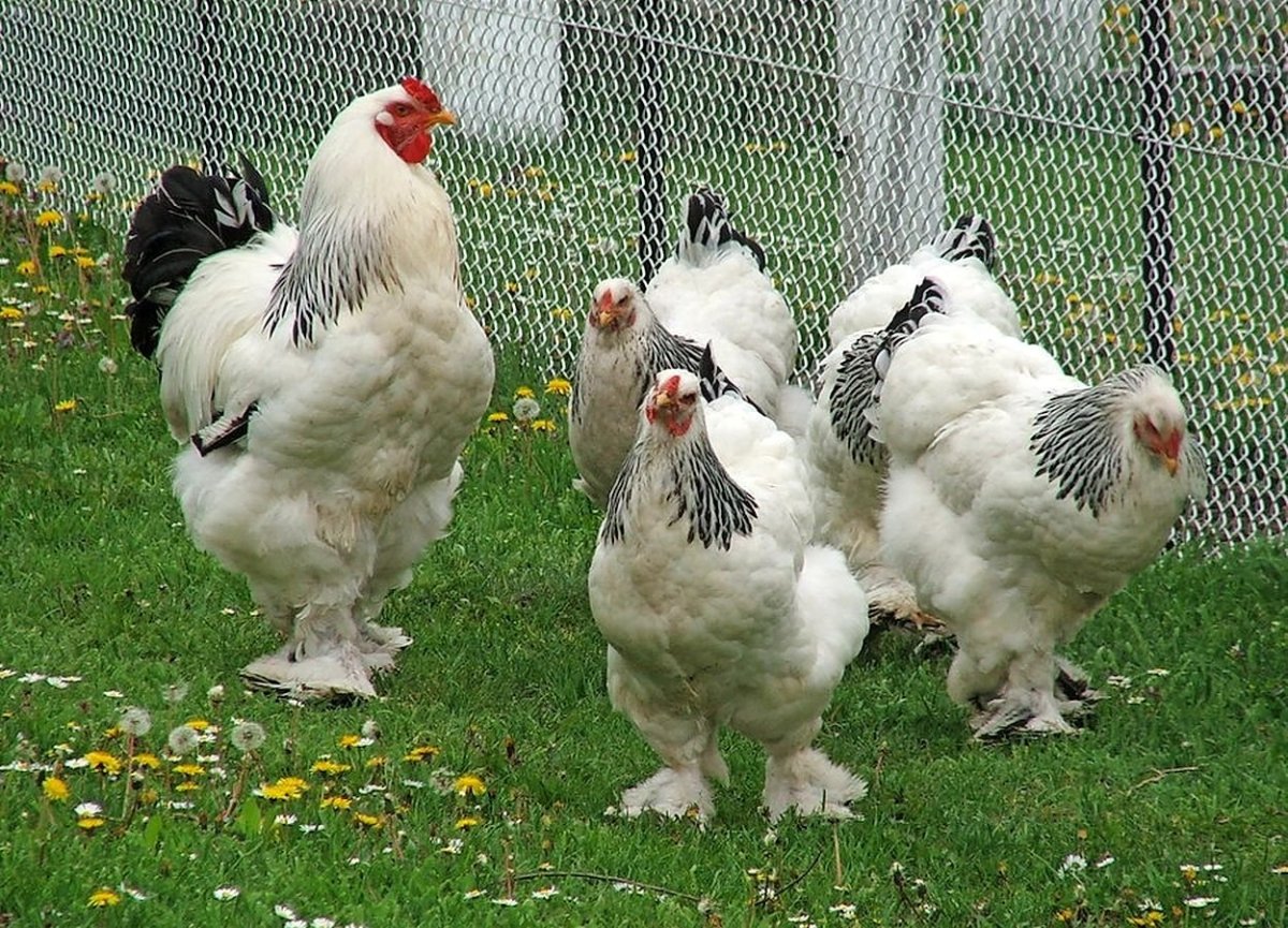 Куры Брама белые
