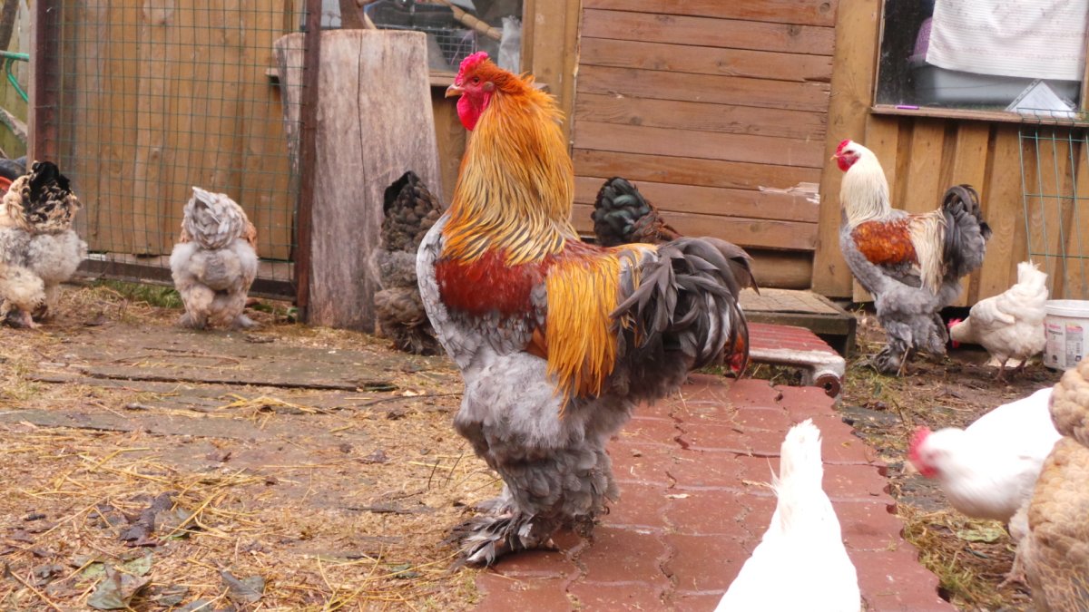 Петух породы Брама