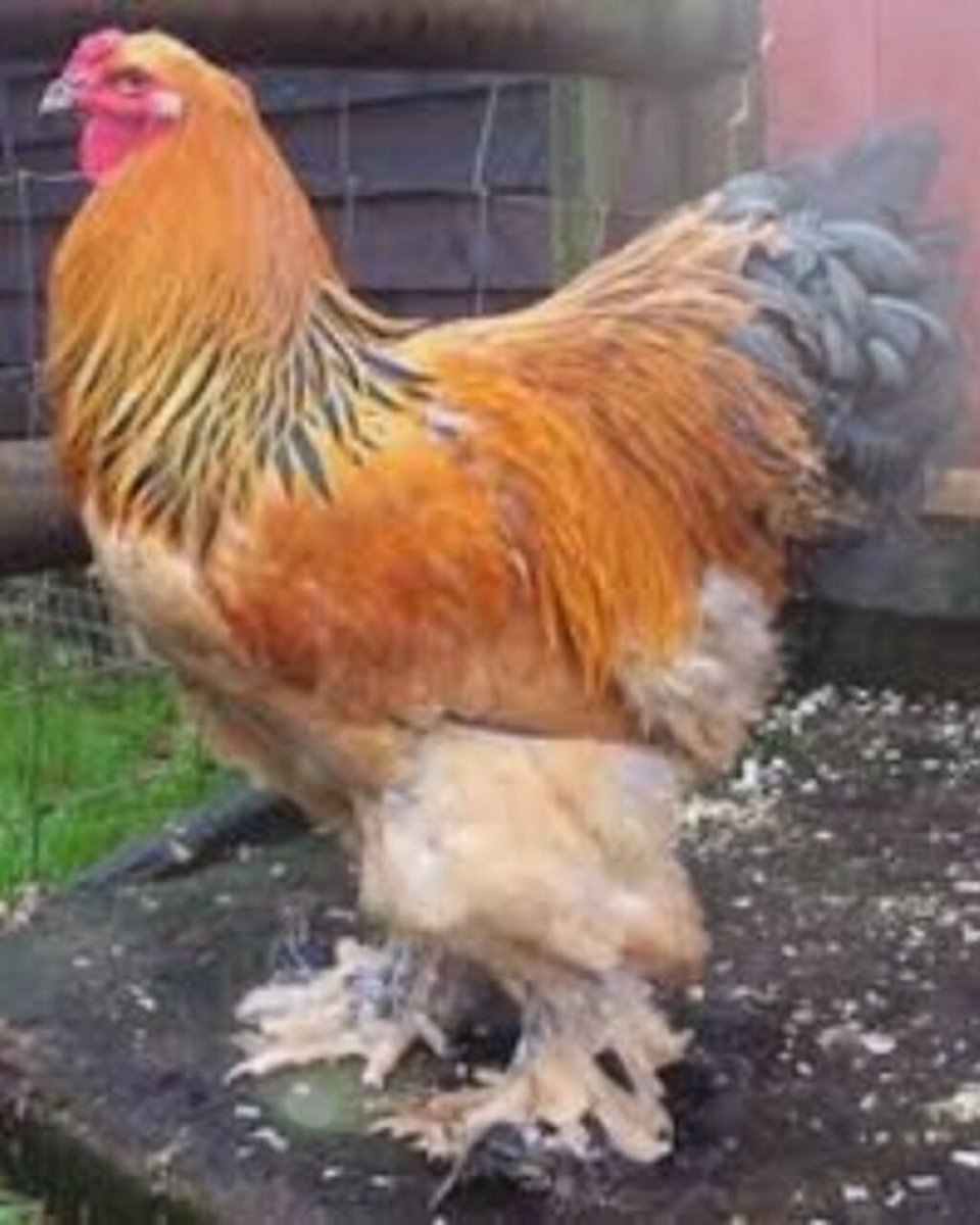 Брама куропатчатая черная