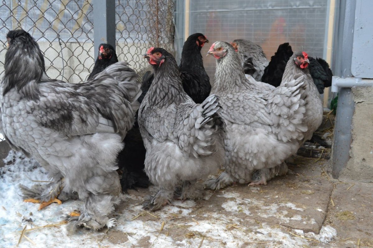 Петух гигант Брама .