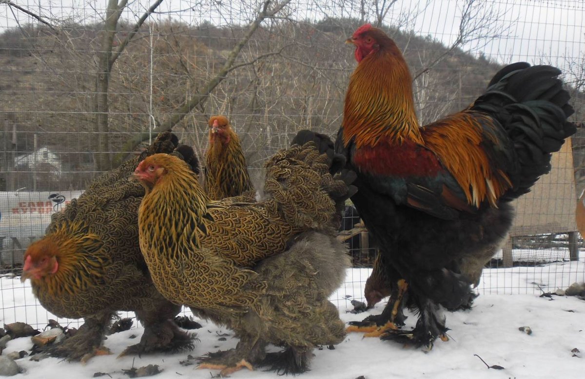 Брама светлая куропатчатая