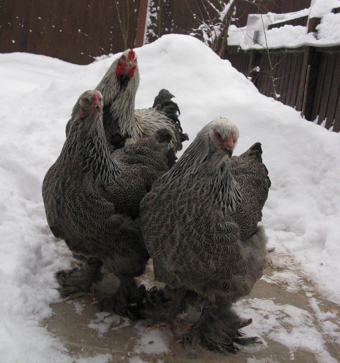 Петух Брама