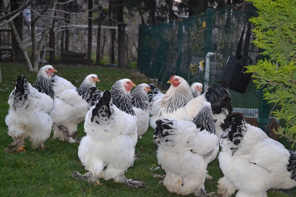 Порода кур Брама колумбийская