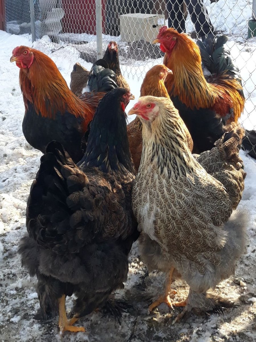 Брама куропатчатая