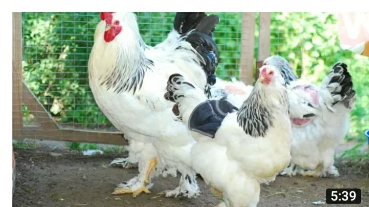 Куры кохинхин голубой