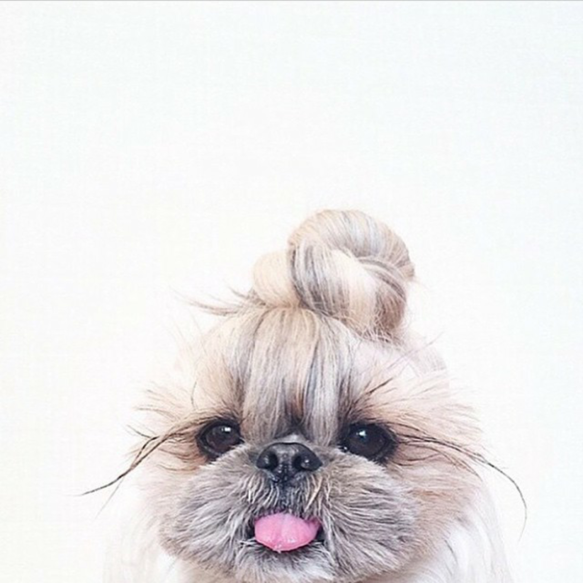 Веселый Йоркширский терьер