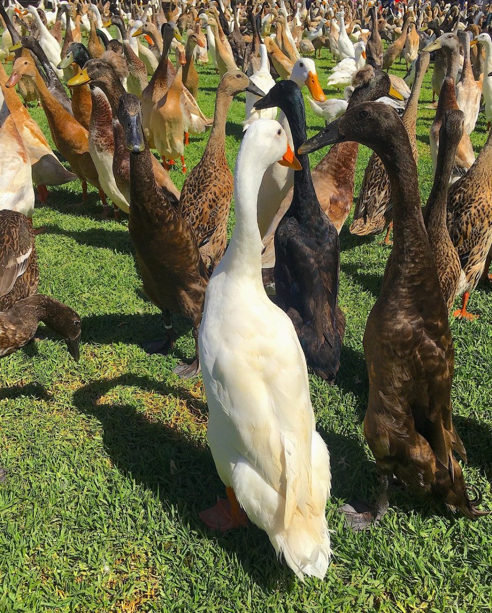 Утка породы индийский бегун