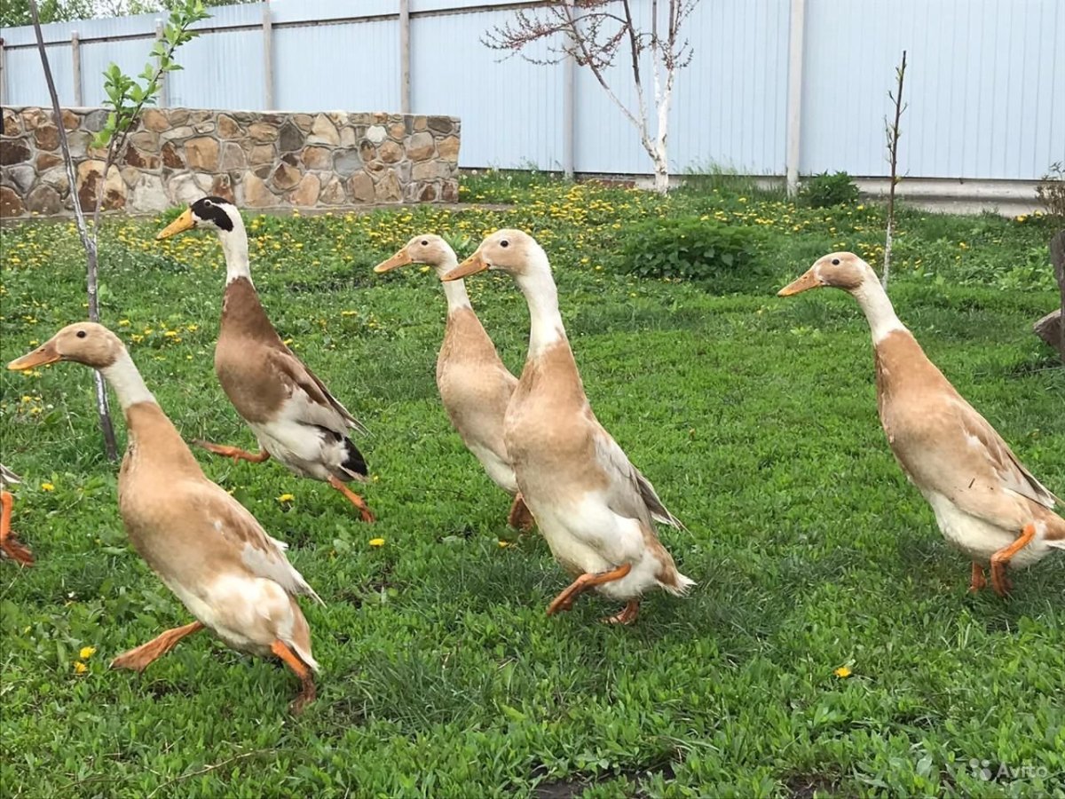 Индийский бегунок Арлекино